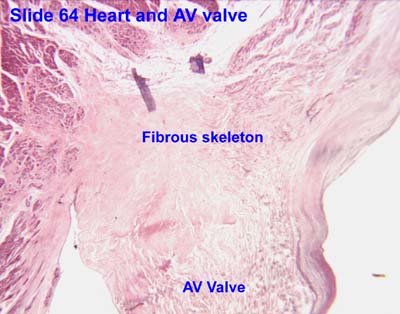 cardiac-skeleton-histology